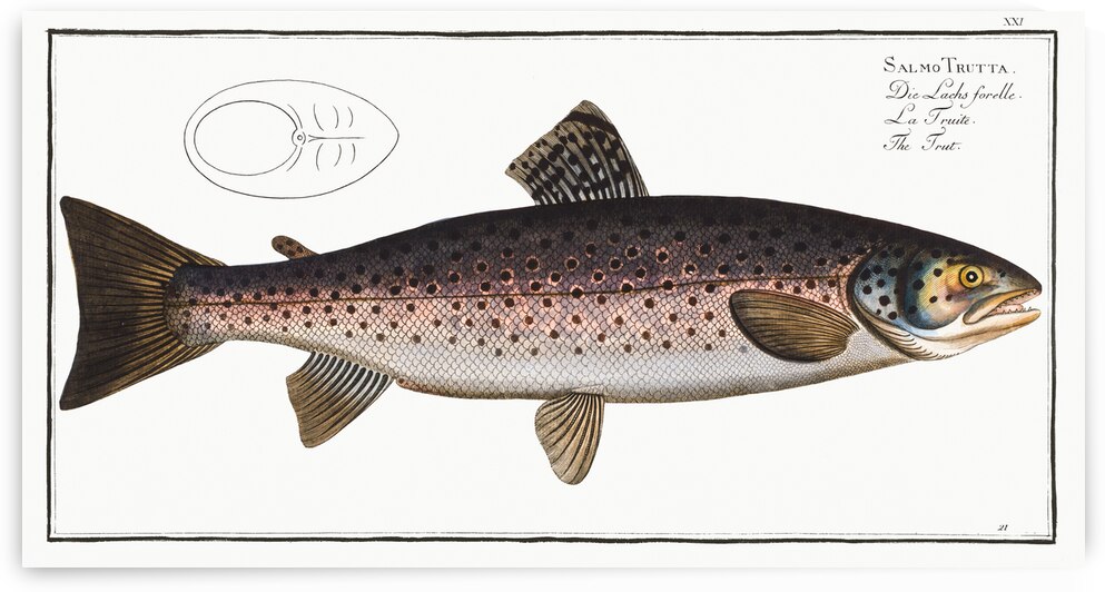 Trut Salmo Trutta by IStockHistory com