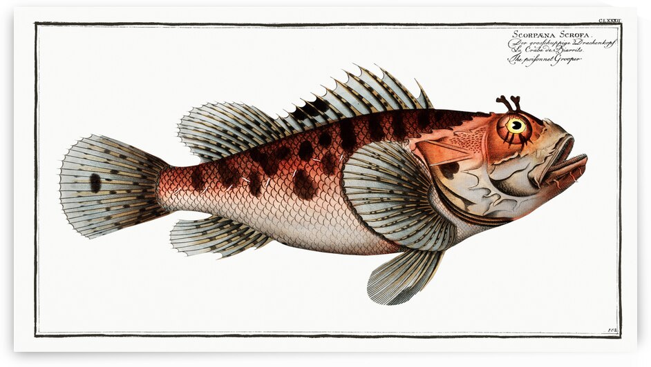 Poisonnet Grooper Scorpaena Scrofa by IStockHistory com