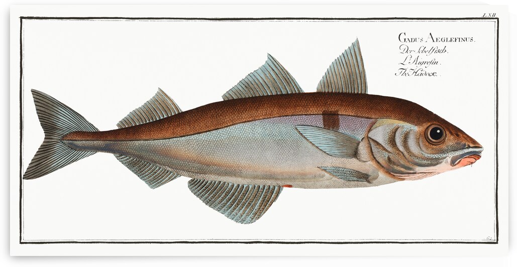 Hadock Gadus Aeglefinus by IStockHistory com