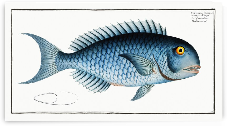 Bleu-Fish Coryphaena coerulea by IStockHistory com