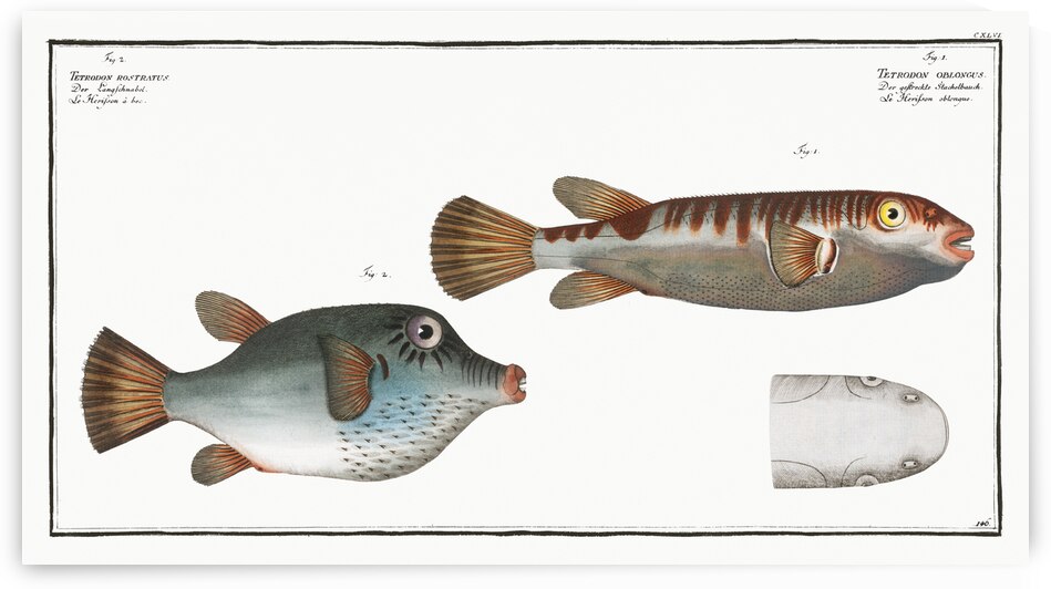 Lattice blaasop Tetrodon oblongus by IStockHistory com