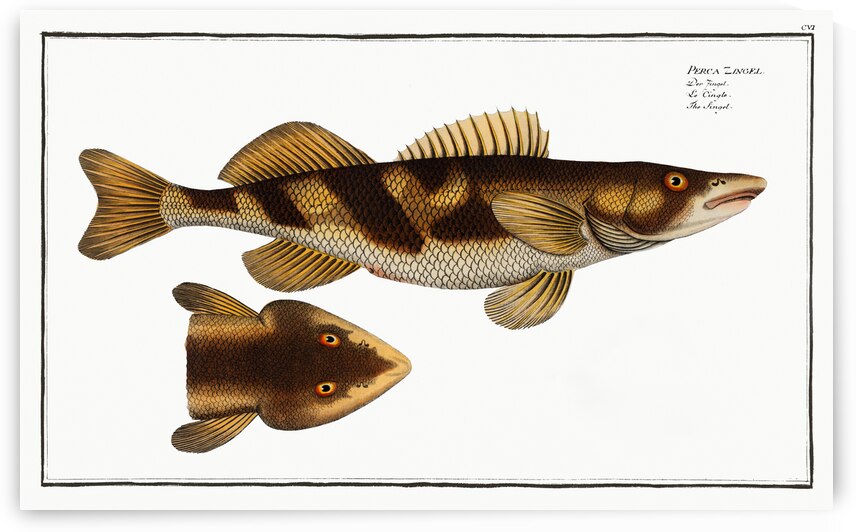 Singel Perca Zingel by IStockHistory com