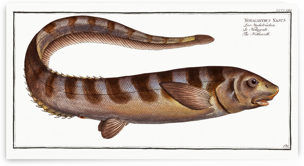 Notacanth Notacanthus Nasus by IStockHistory com