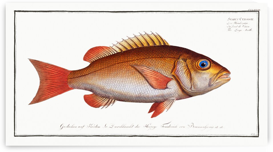 Dogs-tooth Sparus Cynodon by IStockHistory com