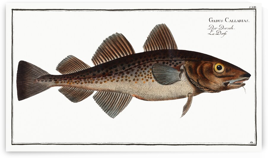 Dorsh Gadus Callarias by IStockHistory com