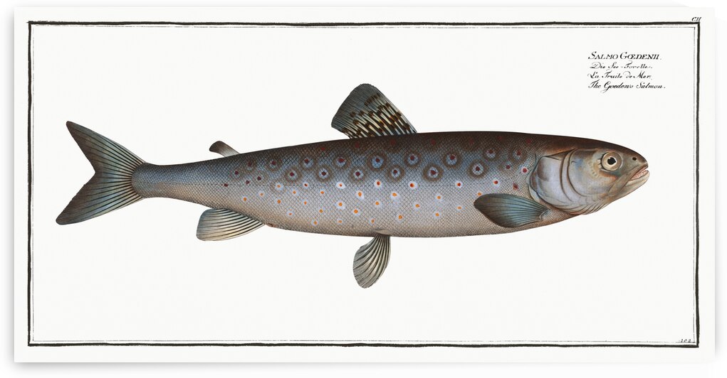 Goedens Salmon Salmo Goedenii by IStockHistory com