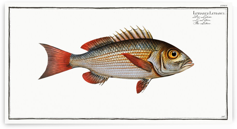 Lutian Lutianus Lutianus by IStockHistory com