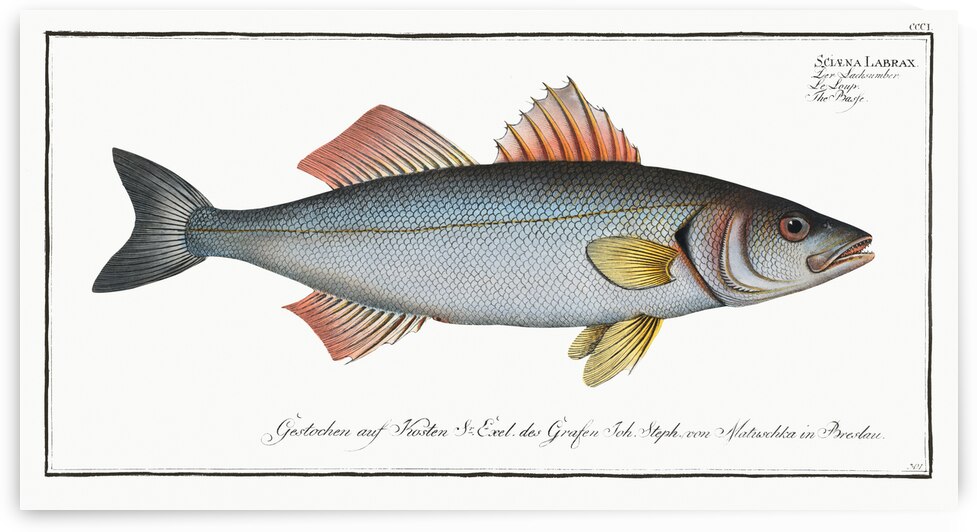 Basse Sciaena Labrax by IStockHistory com