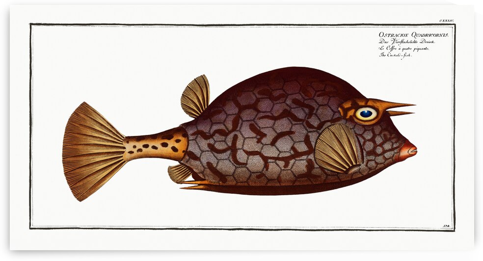 Cuckold-fish Ostracion Quadricornis by IStockHistory com