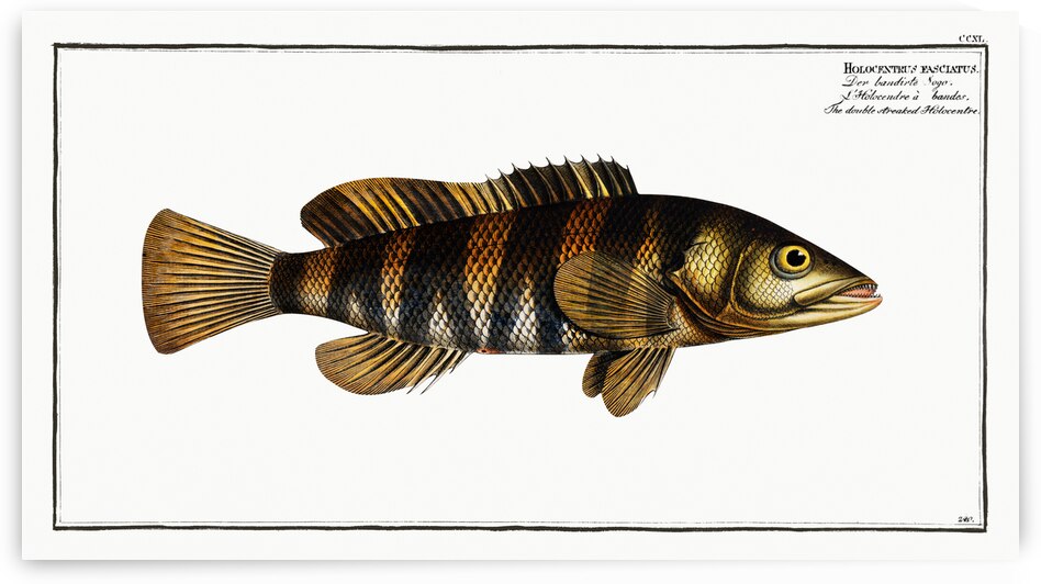 Double-streaked Holocentre Holocentrus fasciatus by IStockHistory com