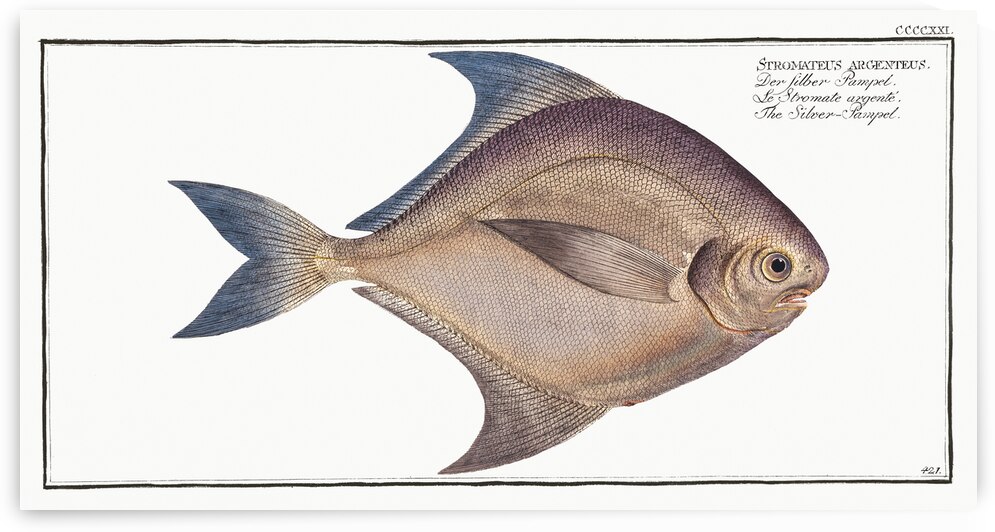 Silver-Pampel Stromateus argenteus by IStockHistory com