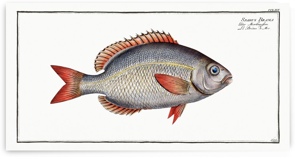 Sparus Brama by IStockHistory com