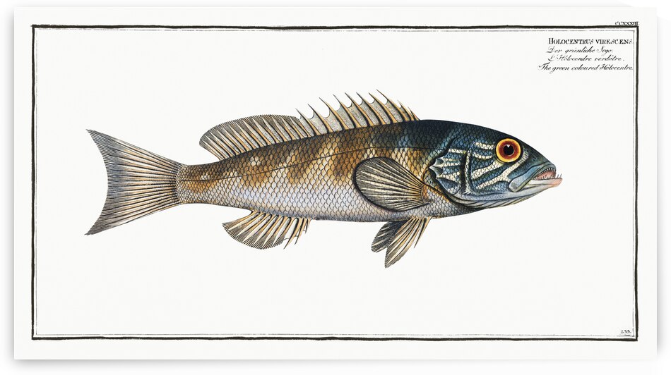 Green coloured Holocentre Holocentrus verescens by IStockHistory com