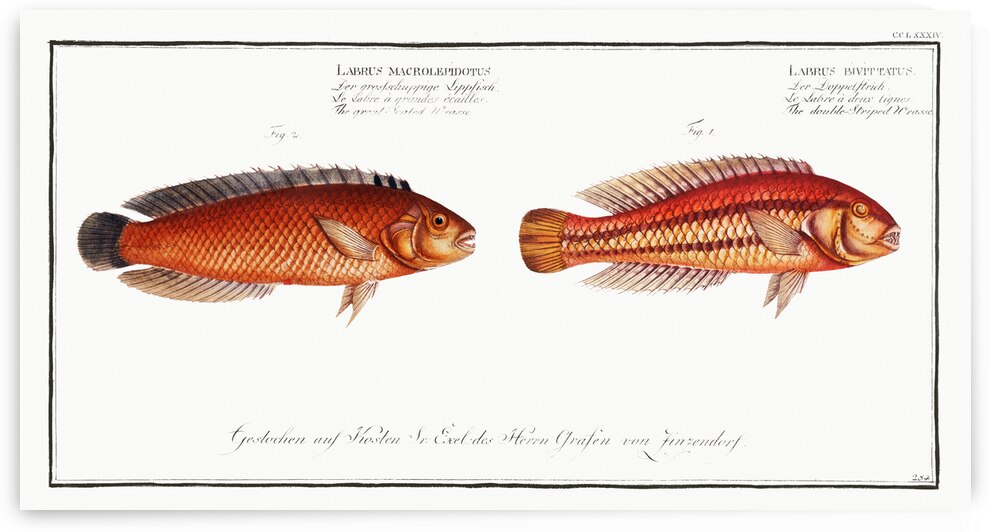 1. Double-Striped Wrasse Labrus bivittatus 2. Great-Scaled Wrasse Labrus macrolepidotus by IStockHistory com