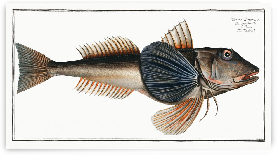 Tub-Fish Trigla Hirundo by IStockHistory com