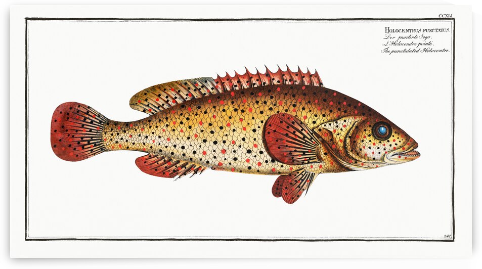 Punctulated Holocentre Holocentrus punctatus by IStockHistory com