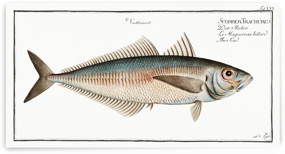 Scad Scomber Trachurus by IStockHistory com