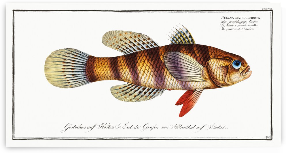 Great-scaled Umber Sciaena macrollpidota by IStockHistory com