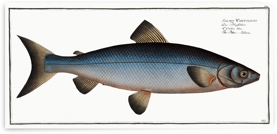 Plumiers Umber Sciaena Plümieri by IStockHistory com