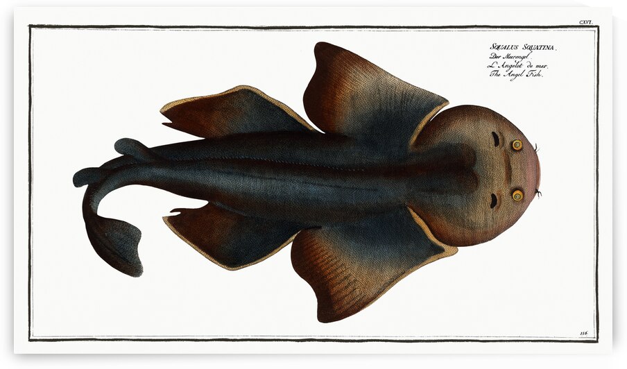 Angel FIsh Squalus Squatina by IStockHistory com