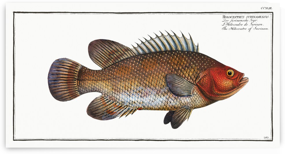 Holocentre of Surinam Holocentrus surinamensis by IStockHistory com