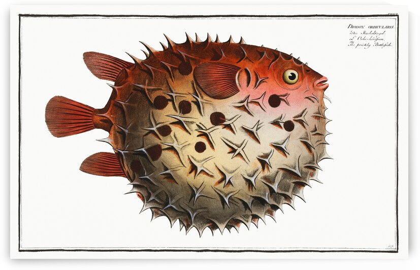Prickly Bottlefish Diodon orbicularis by IStockHistory com