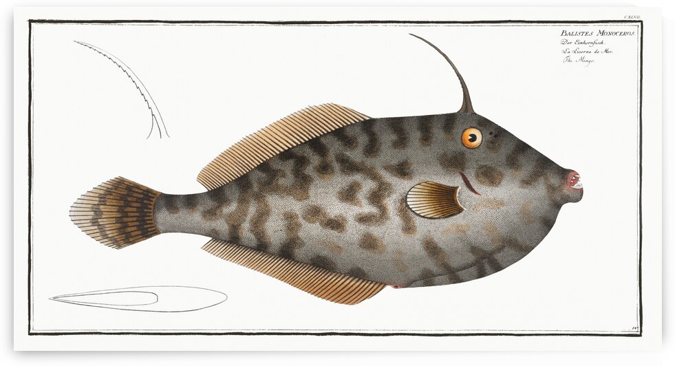 Mingo Balistes Monoceros by IStockHistory com