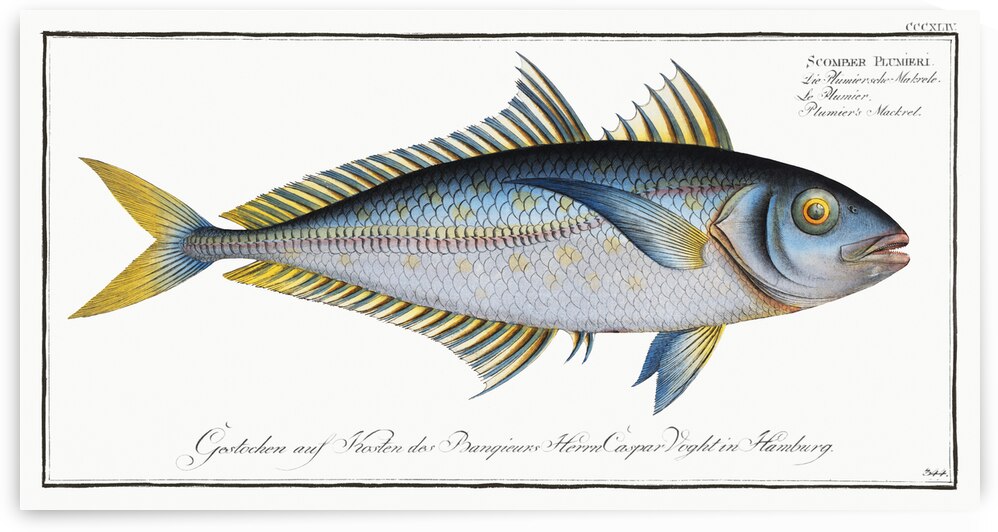 Plumiers Mackrel Scomber Plumieri by IStockHistory com