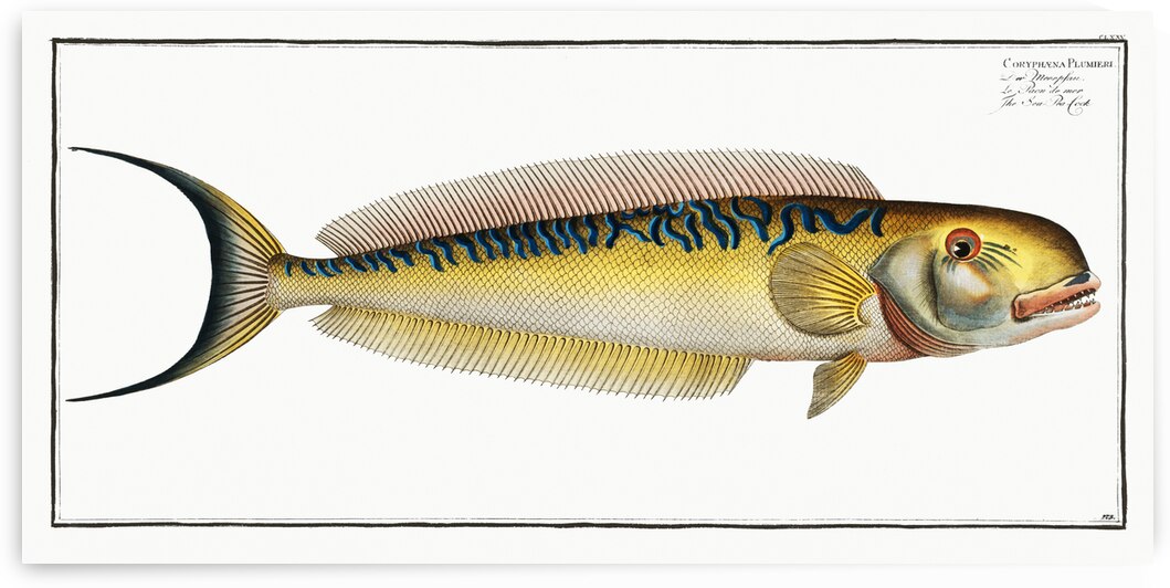 Sea Pea-Cock Coryphaena Plumieri by IStockHistory com