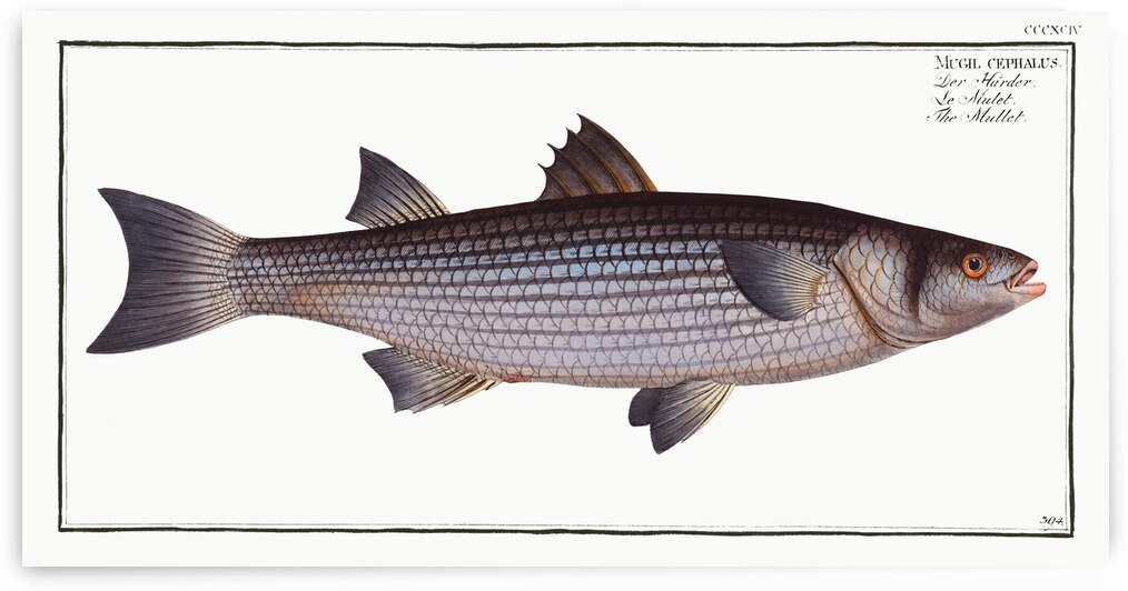 Mullet Mugil cephalus by IStockHistory com