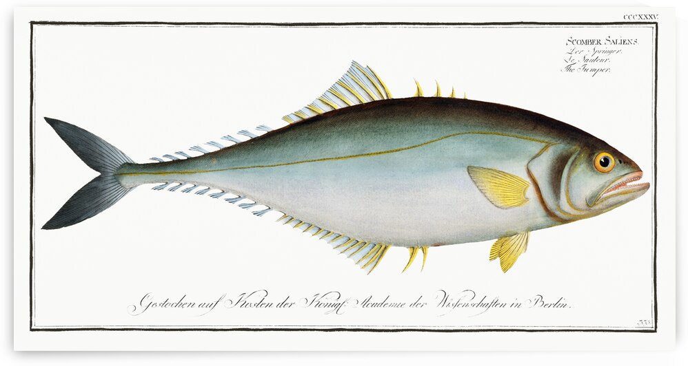 Jumper Scomber Saliens by IStockHistory com