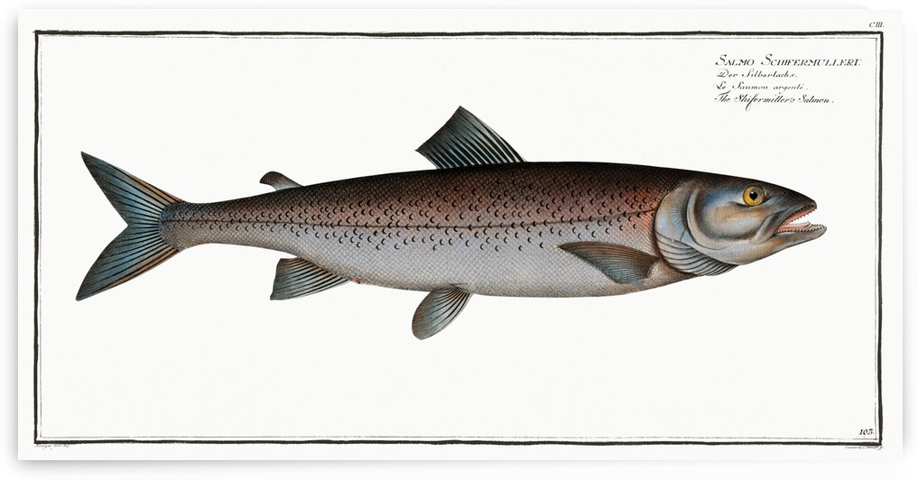 Schifermillers Salmon Salmo Schifermulleri by IStockHistory com