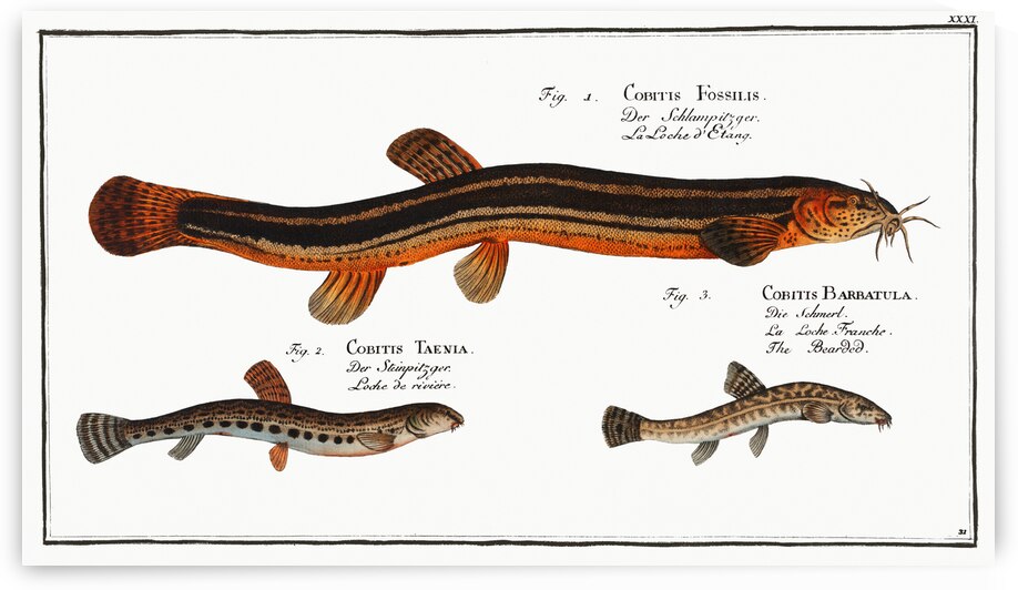 1. Muddy-Loach Cobitis Fossilis 2. Ribban-Loach Cobitis Taenia 3. Bearded-Loach Cobitis Bartula by IStockHistory com