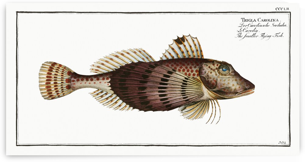 Smaller Flying-Fish Trigla Carolina by IStockHistory com