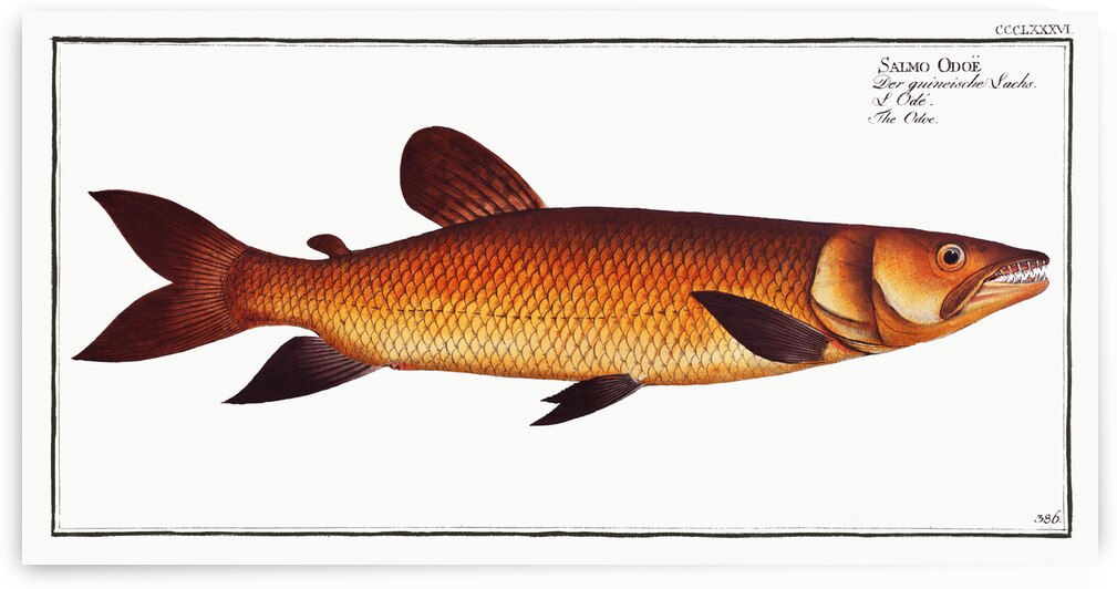 Odoe Salmo Odoe by IStockHistory com