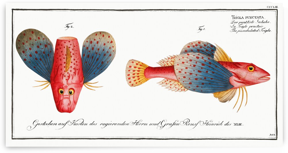 Punctulated Trigla Trigla punctata by IStockHistory com