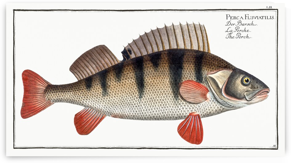 Perch Perca Fluviatilis by IStockHistory com