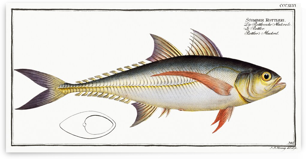 Rottlers Mackrel Scomber Rottleri by IStockHistory com