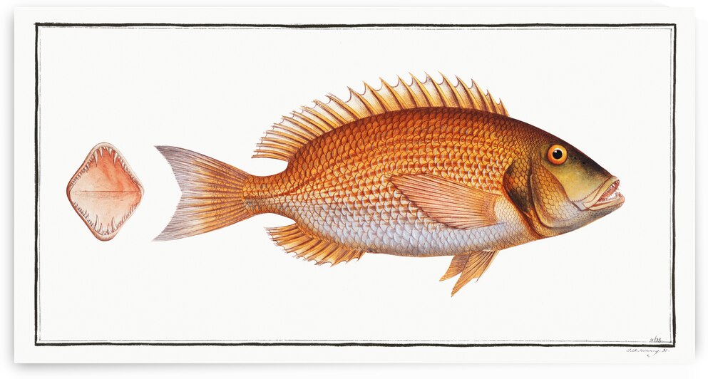 Sea-Rough Sparus Dentex by IStockHistory com