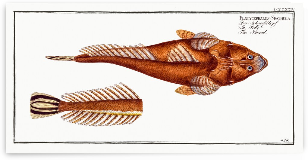 Shovel Platycephalus Spathula by IStockHistory com