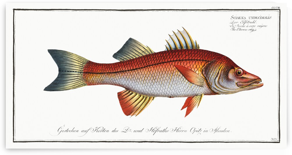 Eleven-ray Sciaena undecimalis by IStockHistory com