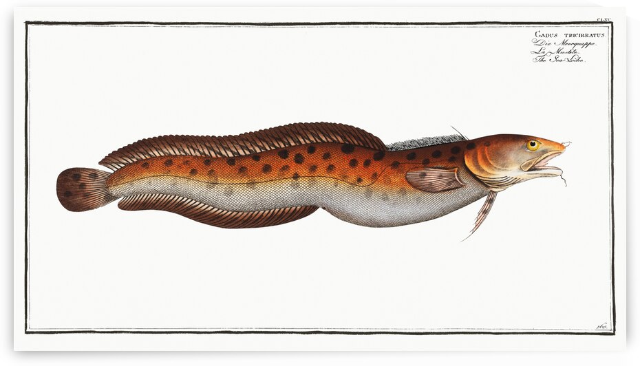 Sea Loche Gadus tricirratus by IStockHistory com