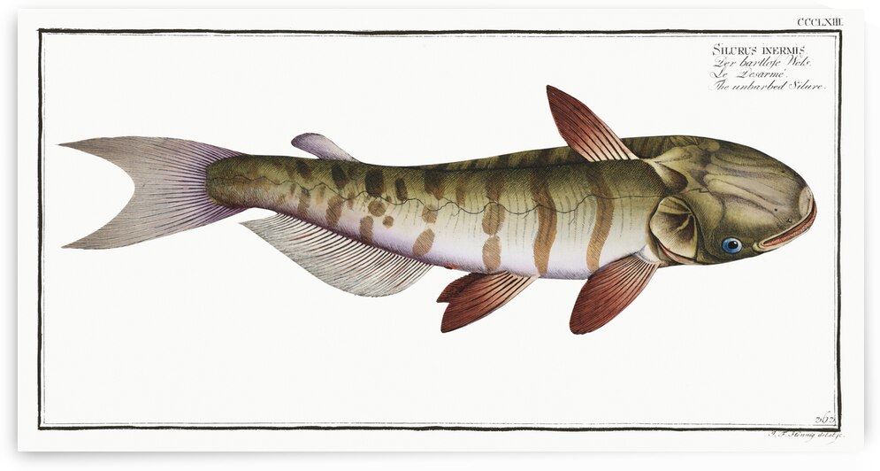 Unbarbed Silure Siluris inermis by IStockHistory com