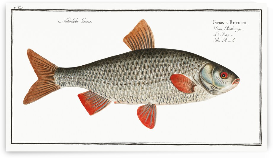 Roach Cyprinus Rutilus by IStockHistory com