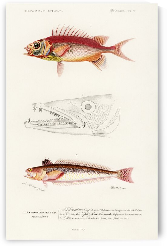 Different types of fishes by IStockHistory com