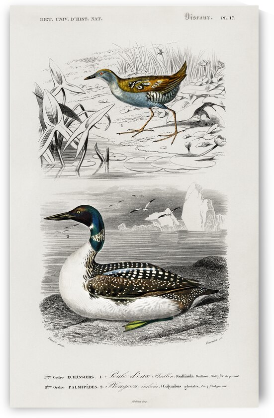 Different types of birds by IStockHistory com