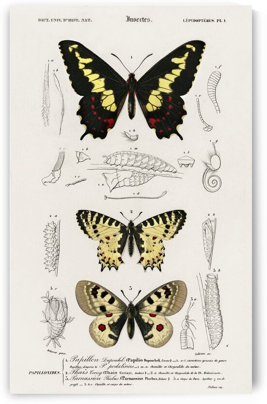 Different types of beetles by IStockHistory com