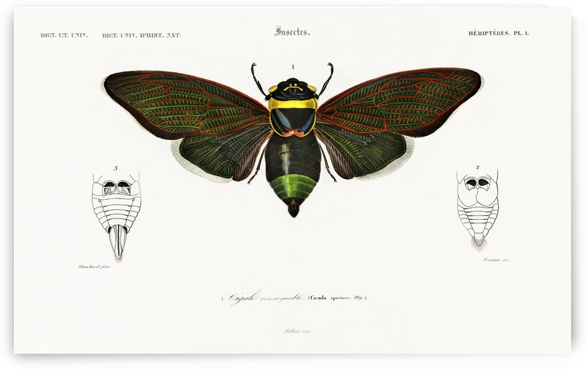 Different types of birds by IStockHistory com