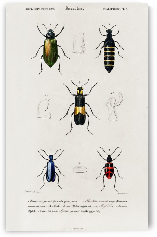 Different types of beetles by IStockHistory com