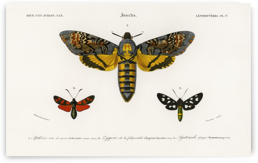 Collection of moths by IStockHistory com